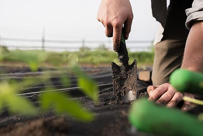 Essential Gardening Tools for a Greener Yard